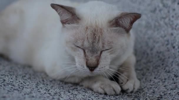 Well Groomed Beautiful White Cat Gray Ears — Vídeo de stock