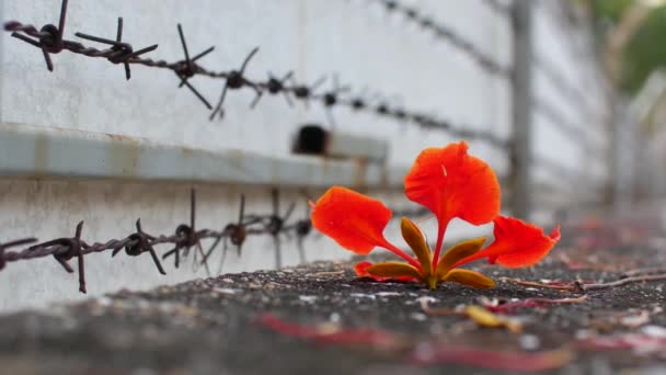 Κόκκινο Λουλούδι Φράχτη Συρματόπλεγμα — Αρχείο Βίντεο