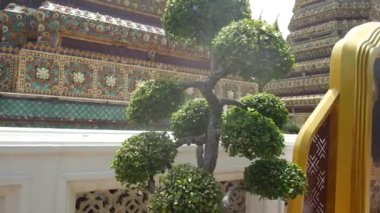 Bangkok 'ta bir tapınağın bahçesindeki temiz bonsai ağacı..