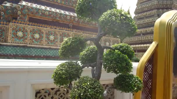 Чистый Бонсай Дерево Территории Храма Бангкоке — стоковое видео