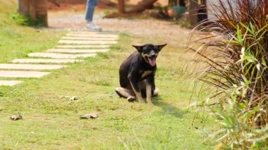 Siyah köpek yeşil çimlerde kaşınıyor..