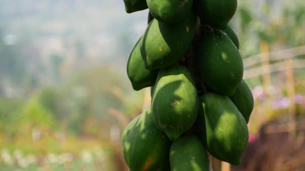 Grön Papaya Ett Träd Asiatiska Frukter — Stockvideo