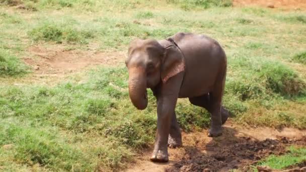 Elefantes Berçário Tailândia Província Chiang Mai — Vídeo de Stock