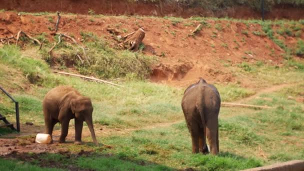 Слоны Питомнике Таиланда Провинции Чиангмай — стоковое видео