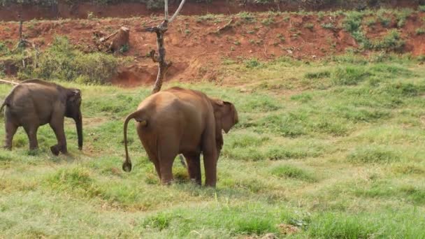 Слон Испражняется Святилище Слонов — стоковое видео