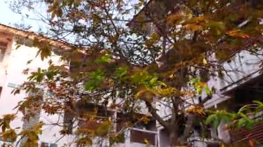 Küçük bir apartmanın bahçesindeki bir ağaç..