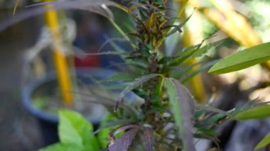 Yeşil marihuana yaprakları. Yakın plan. Büyük yeşil kenevir çalılarının yapraklarının yakın çekim görüntüleri..