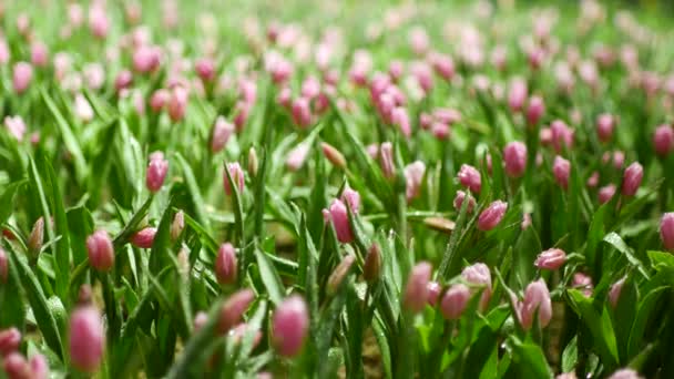 Поле Декоративних Квітів Тюльпани Виставці — стокове відео