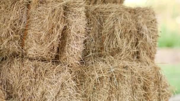 動物飼料用のスタック内の乾燥干し草 — ストック動画