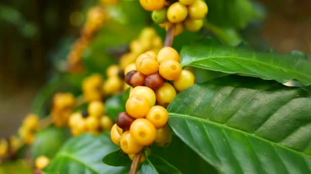Surowa Kawa Rośnie Drzewie Tajlandii — Wideo stockowe