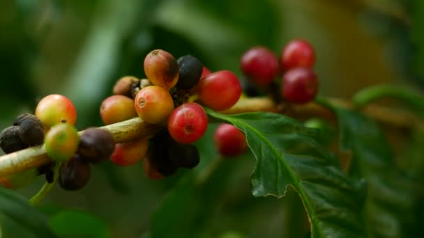 Surowa Kawa Rośnie Drzewie Tajlandii — Wideo stockowe