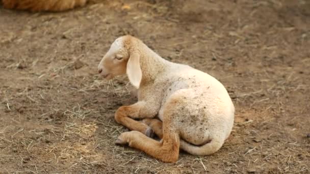 Schafe Auf Der Farm Thailand — Stockvideo
