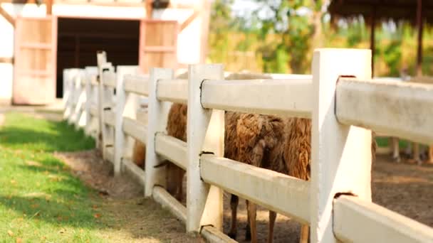 Ovce Ohradě Farmě — Stock video