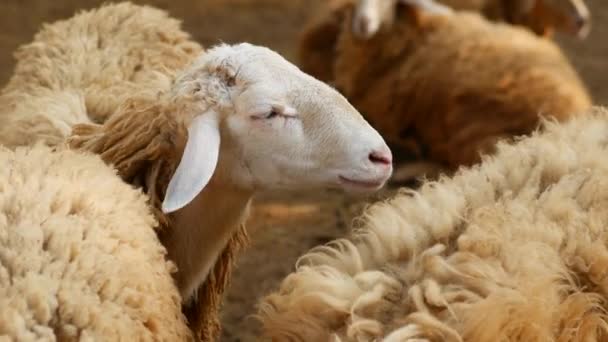 Πρόβατα Στο Αγρόκτημα Στην Ταϊλάνδη — Αρχείο Βίντεο