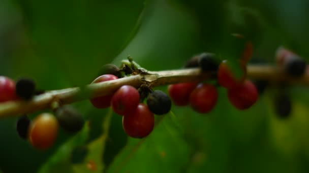 タイの木に生コーヒーが育つ — ストック動画