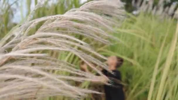 看着麦草的叶片在微风轻柔的拥抱中摇曳着优美的舞姿 这段迷人的镜头捕捉了自然界的运动之美 展现了优雅的动作 生动生动 — 图库视频影像