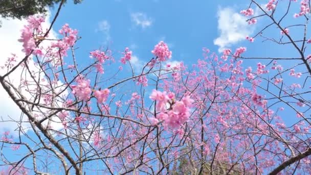 樱桃树盛开在公园蓝天的衬托下 在阳光灿烂的日子里 尽情欣赏芬芳艳丽的粉色花朵 这些色彩非常适合大自然和户外主题的项目 — 图库视频影像