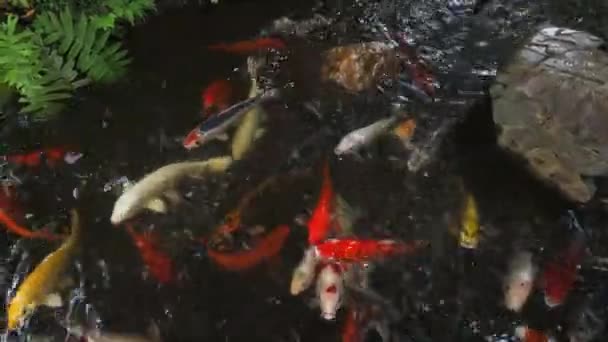 Pesce Koi Con Grazia Nuotare Uno Stagno Mettendo Mostra Loro — Video Stock