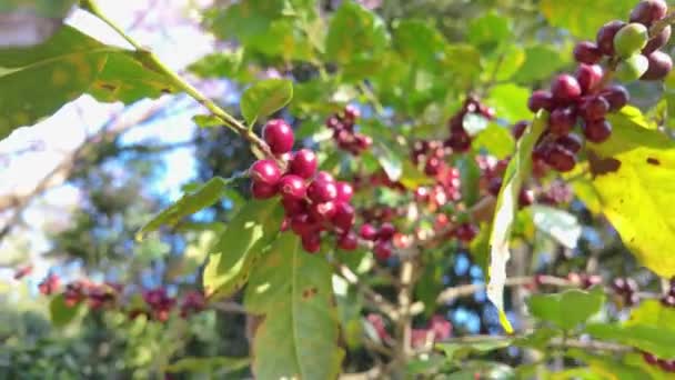 咖啡浆果挂在咖啡树枝上 展示了咖啡种植的各个阶段 适合与农业 咖啡生产和自然收获相关的项目 — 图库视频影像