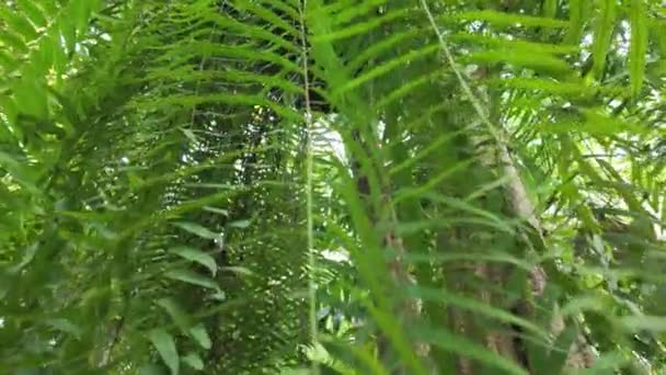 緑豊かな葉の活気に満ちた美しさ それらがフェルンまたは別の木に属するかどうか このビデオは 自然の葉の魅惑的な詳細をキャプチャし 複雑なパターンを示しています — ストック動画