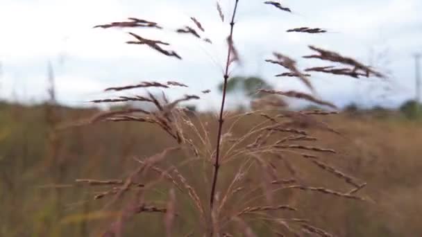 Immerse Yourself Gentle Dance Nature Field Grass Gracefully Sways Caress — Stock Video