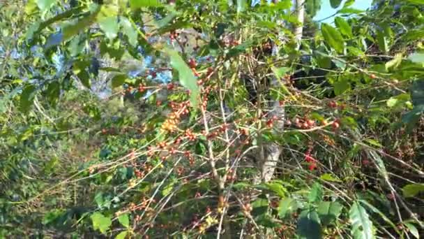 コーヒーの木の枝からぶら下がっているコーヒーベリーは コーヒー栽培の段階を示しています コーヒー生産 天然収穫シーンに関連するプロジェクトに最適 — ストック動画