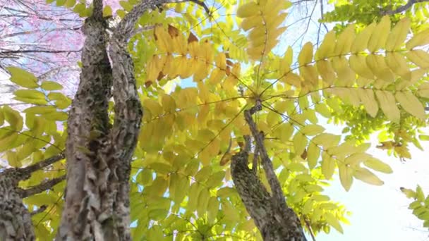 木は日光に照らされ 穏やかで自然なシーンを作り出します 葉の上の光の穏やかな遊びは平和的な接触を加え 日光を中心としたプロジェクトに適しています — ストック動画