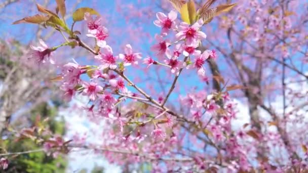 Вишневі Квіти Повністю Розквітнуть Тлі Чистого Блакитного Неба Парку Насолоджуйтесь — стокове відео