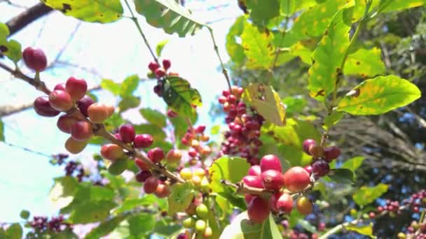 Kávészemek Lógnak Kávéfáról Bemutatva Kávétermesztés Szakaszait Ideális Mezőgazdasággal Kávétermesztéssel Természetes — Stock videók