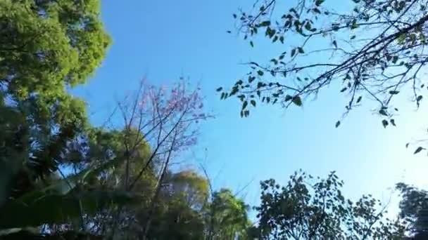 Yükselen Ağaçların Arasından Gökyüzüne Bakarken Huzurlu Bir Güzellik Hissedin Büyüleyici — Stok video