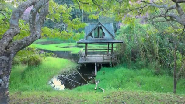 Klidný Útulný Park Blízkosti Starého Jezera Kde Rostou Stromy Tráva — Stock video
