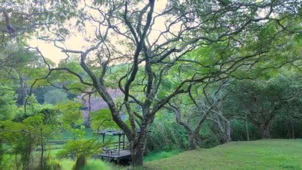 Spokojny Przytulny Park Pobliżu Starego Jeziora Drzewami Trawą Spokojną Atmosferą — Wideo stockowe