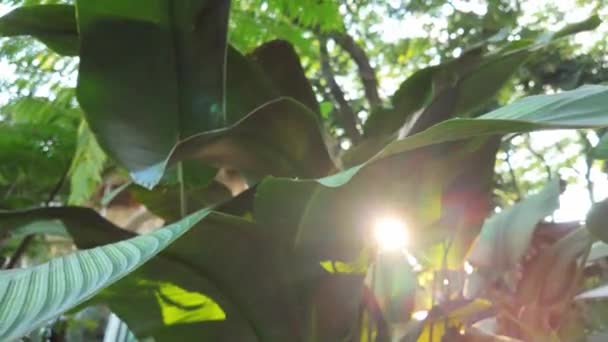 Svítící Scéna Zachycuje Esenci Tropické Krásy Jak Listy Elegantně Houpají — Stock video
