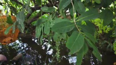 Kendinizi doğanın canlı dünyasına daldırın. Bu büyüleyici makro görüntülerle yemyeşil ağaç yapraklarının karmaşık detaylarını yakalayın.. 
