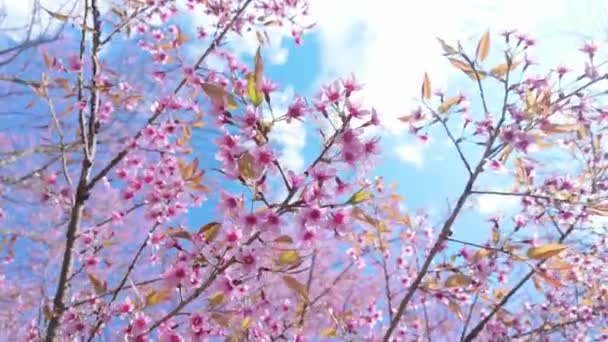 Цветущая Сакура Фоне Ясного Голубого Неба Парке Наслаждайтесь Яркими Розовыми — стоковое видео