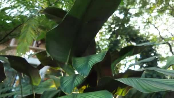 Escena Radiante Captura Esencia Belleza Tropical Mientras Las Hojas Balancean — Vídeo de stock