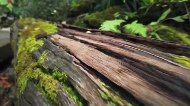 Den Här Videon Fångar Naturens Råa Skönhet Med Regnkysst Bark — Stockvideo