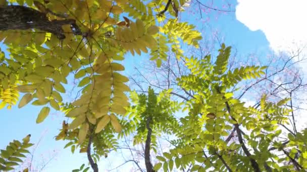 Liście Drzew Oświetlone Światłem Słonecznym Tworząc Spokojną Naturalną Scenę Delikatna — Wideo stockowe