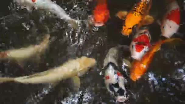 Het Beeldmateriaal Vangt Schoonheid Van Deze Siervissen Hun Aquatische Omgeving — Stockvideo