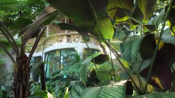 Scena Radiantă Surprinde Esența Frumuseții Tropicale Măsură Frunzele Mișcă Grațios — Videoclip de stoc