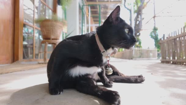 Felino Tamaño Pequeño Mediano Conocido Como Gato Negro Con Cuello — Vídeos de Stock