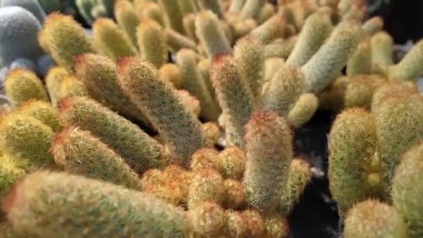 Una Variedad Plantas Cactus Terrestres Están Dispuestas Capas Sobre Una — Vídeo de stock