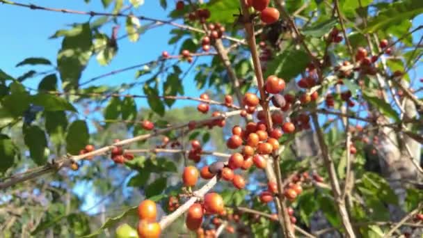 Kávészemek Lógnak Kávéfáról Bemutatva Kávétermesztés Szakaszait Ideális Mezőgazdasággal Kávétermesztéssel Természetes — Stock videók