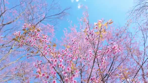 Вишневі Квіти Повністю Розквітнуть Тлі Чистого Блакитного Неба Парку Насолоджуйтесь — стокове відео