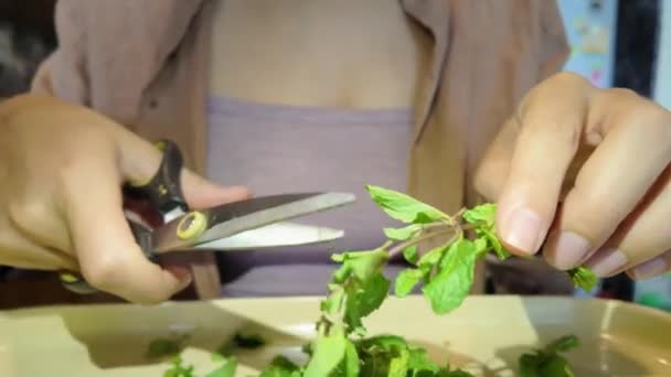 Присоединяйтесь Женщине Умело Рубят Свежие Листья Мяты Ножницами Салат Миску — стоковое видео
