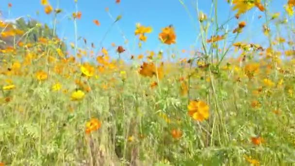 Belleza Día Soleado Como Vasto Campo Flores Silvestres Doradas Extiende — Vídeo de stock