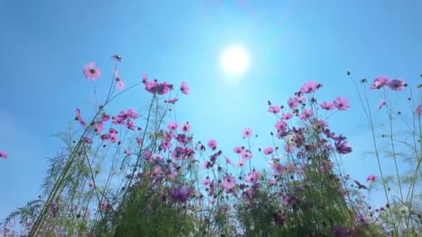 Bask Resplandor Radiante Día Soleado Como Delicadas Flores Silvestres Púrpuras — Vídeo de stock