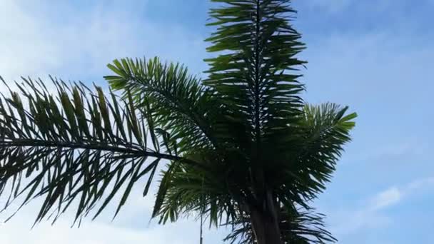 Admirez Verdure Luxuriante Une Couronne Palmiers Qui Oscille Doucement Sur — Video