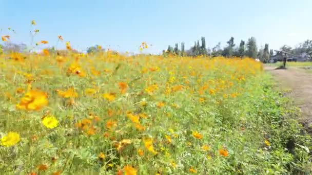 Belleza Día Soleado Como Vasto Campo Flores Silvestres Doradas Extiende — Vídeo de stock