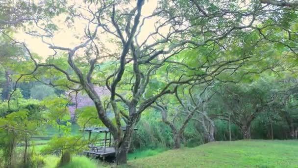 Спокойный Уютный Парк Рядом Старым Озером Деревьями Травой Спокойной Атмосферой — стоковое видео